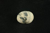 藏品(花斑蜑螺 )的圖片